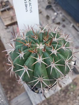 Melocactus conoideus - 2" pot