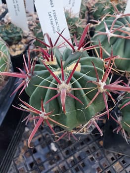 Ferocactus latispinus - 2" pot
