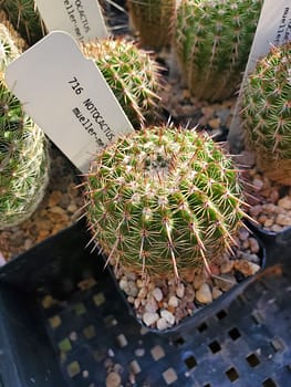 Notocactus mueller-melchersii - 2" pot