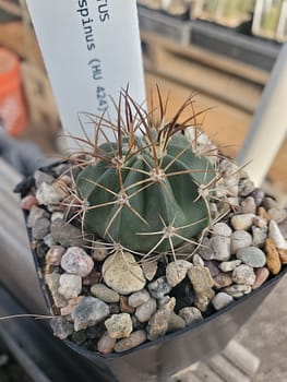 Melocactus arcuatispinus (HU 424) - 2" pot