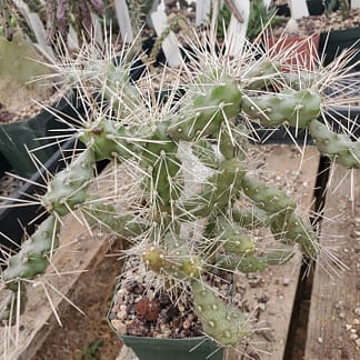 Cylindropuntia fulgida var. fulgida