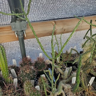 Cylindropuntia arbuscula