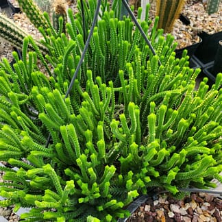 Crassula lycopodioides