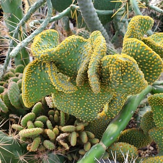 Opuntia microdasys (crested)