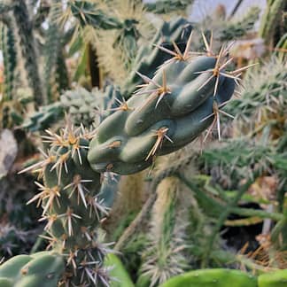 Cylindropuntia cholla