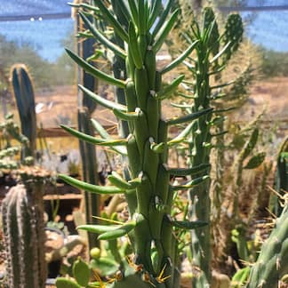 Austrocylindropuntia subulata ssp. subulata