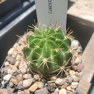 Lobivia sp. (KK 1539?)