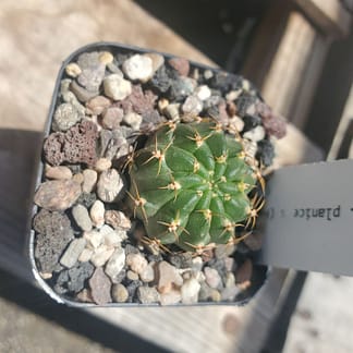 Lobivia hertrichiana f. planiceps (HR 19)