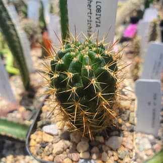 Lobivia hertrichiana var. laui (WR 419)