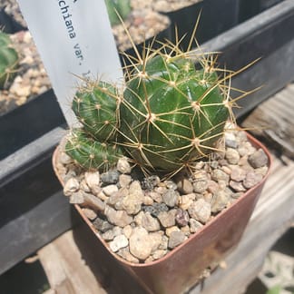 Lobivia hertrichiana var. laui (WR 419)