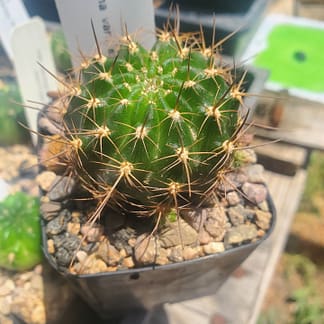 Lobivia hertrichiana var. minuta (WR 414)