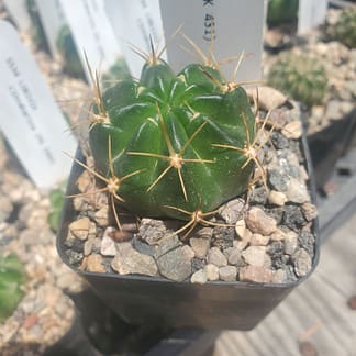 Lobivia hertrichiana (KK 431)