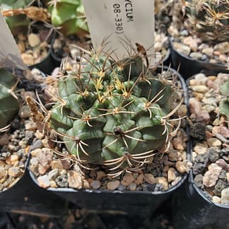 Gymnocalycium sp. (VoS 08-330)