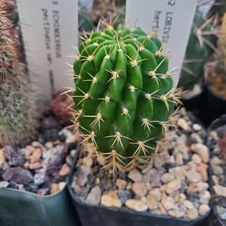 Lobivia hertrichiana (L 379)