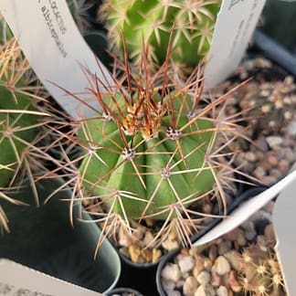 Melocactus x albicephalus