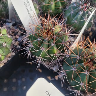 Melocactus x albicephalus (CAGD 847)