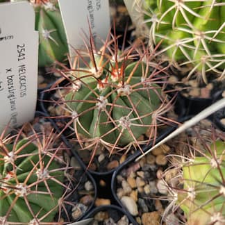 Melocactus x bozsingianus (with locality)