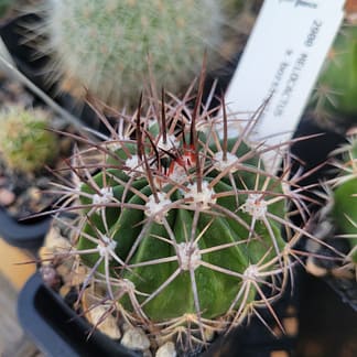 Melocactus x bozsingianus (with locality)