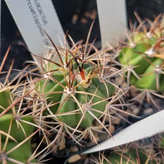 Melocactus arcuatispinus (HU 424)