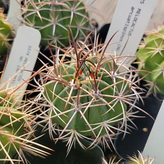 Melocactus arcuatispinus (HU 424)