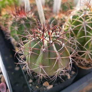 Melocactus azureus (CAGD 282)