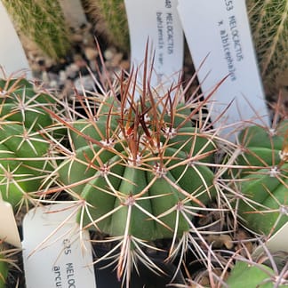 Melocactus bahiensis ssp. bahiensis (CAGD 293)