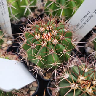 Melocactus braunii (GO 242)