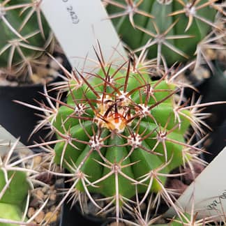Melocactus braunii (GO 242)