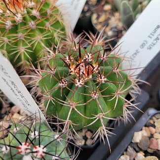 Melocactus braunii (GO 242)