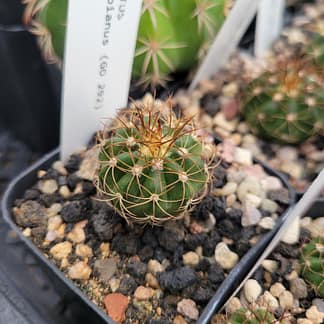 Melocactus brederooianus (GO 292)