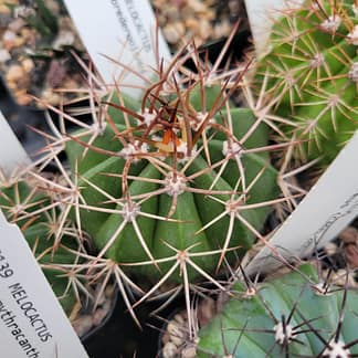 Melocactus brederooianus (HU 607)