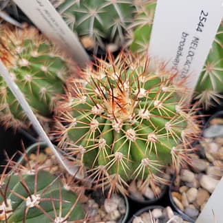 Melocactus broadwayi (AHB 61)