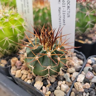 Melocactus caroli-linnaei (with locality)