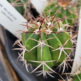 Melocactus concinnus
