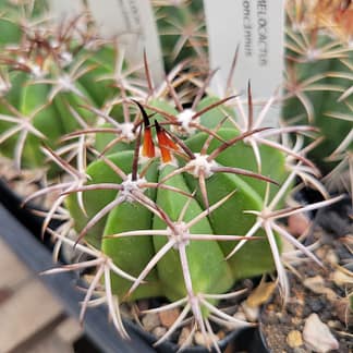 Melocactus concinnus