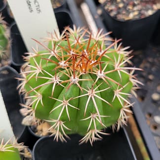 Melocactus conoideus