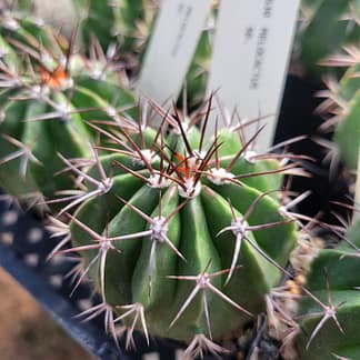 Melocactus cf. curvispinus ssp. caesius