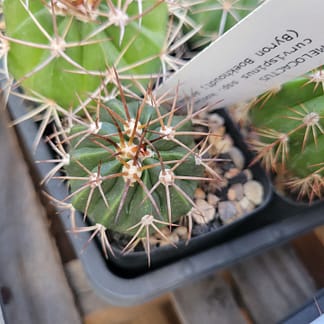Melocactus curvispinus ssp. koolwijkianus (with locality)