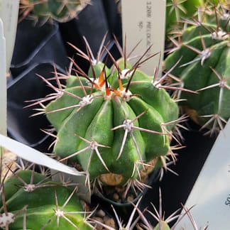 Melocactus cf. curvispinus ssp. caesius