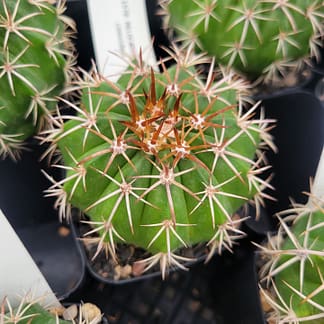 Melocactus conoideus