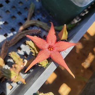 Stapelia cf. schinzii