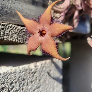 Stapelia cf. schinzii