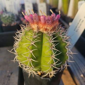 Melocactus matanzanus