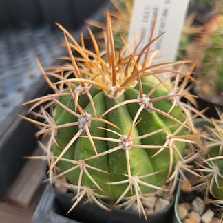 Melocactus panamensis n.n. (with locality)