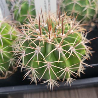Melocactus curvispinus ssp. obtusipetalus