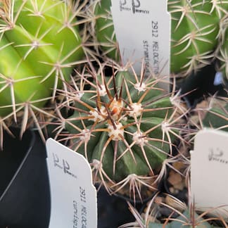 Melocactus stramineus