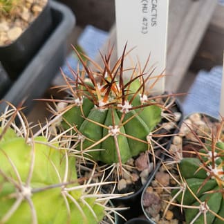 Melocactus sp. (HU 471)