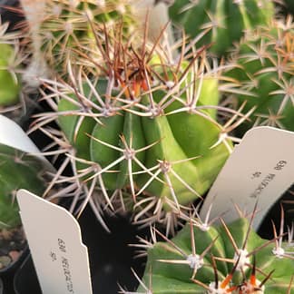 Melocactus sp. (see description)