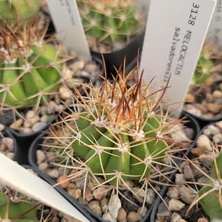 Melocactus salvadorensis (CAGD 411)