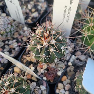 Melocactus stramineus